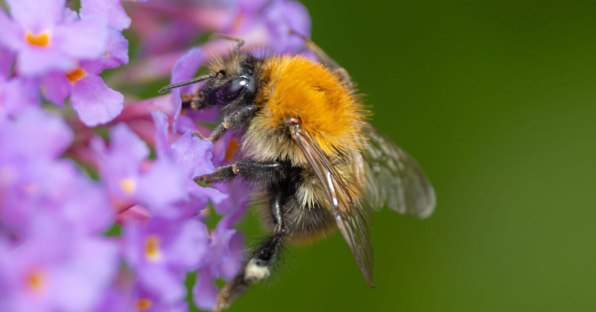 Creating a buzz for World Bee Day at Essex County… | Explore Essex