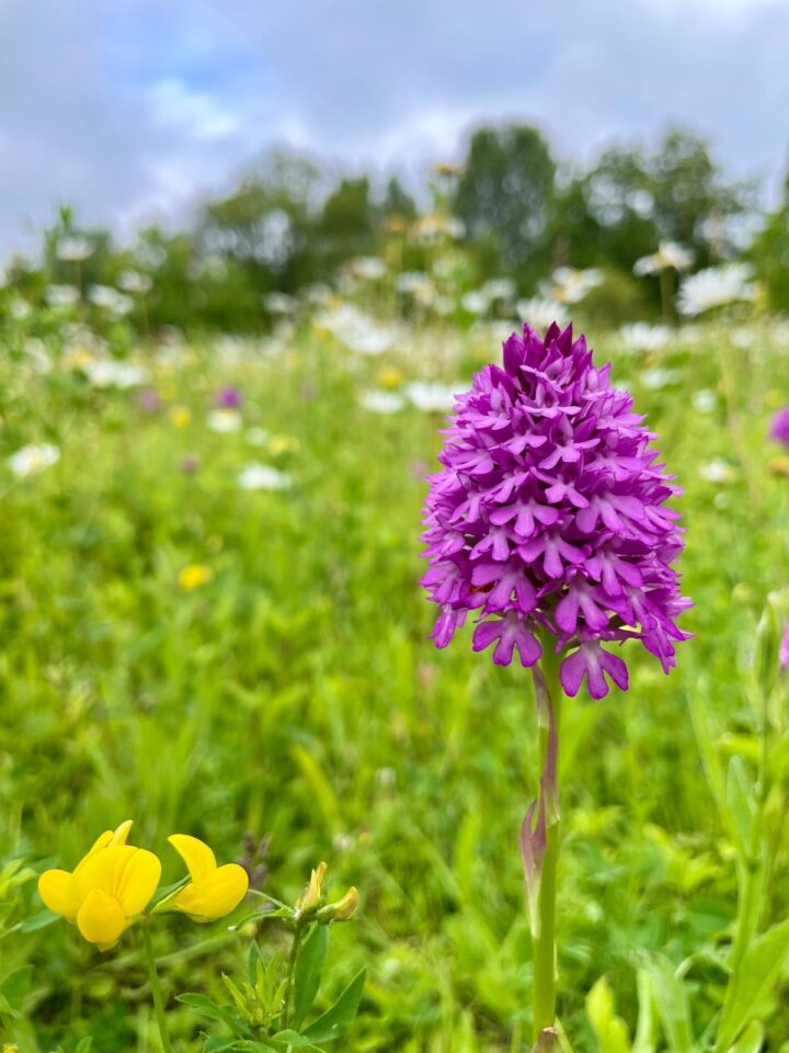 Pyramid orchid at Great Notley