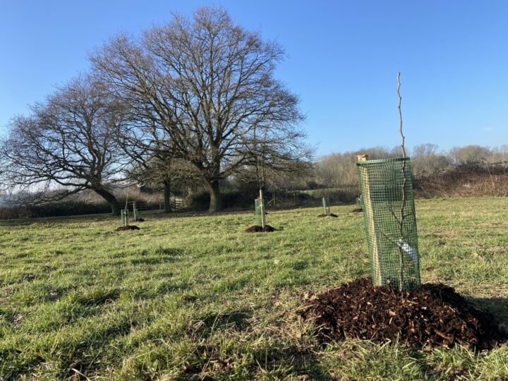 Fruit tree planting at Hadleigh Country Park