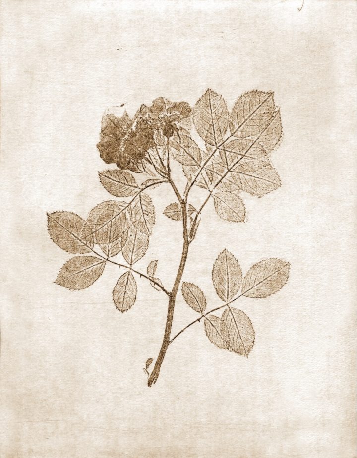 Briar Rose