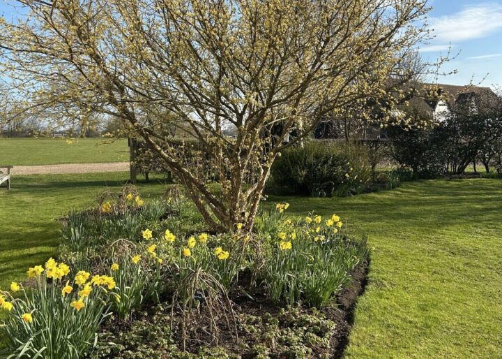Spring bulbs and flowers and grass at Cressing
