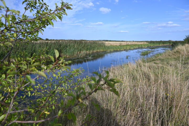 View over dyke at Marsh Farm