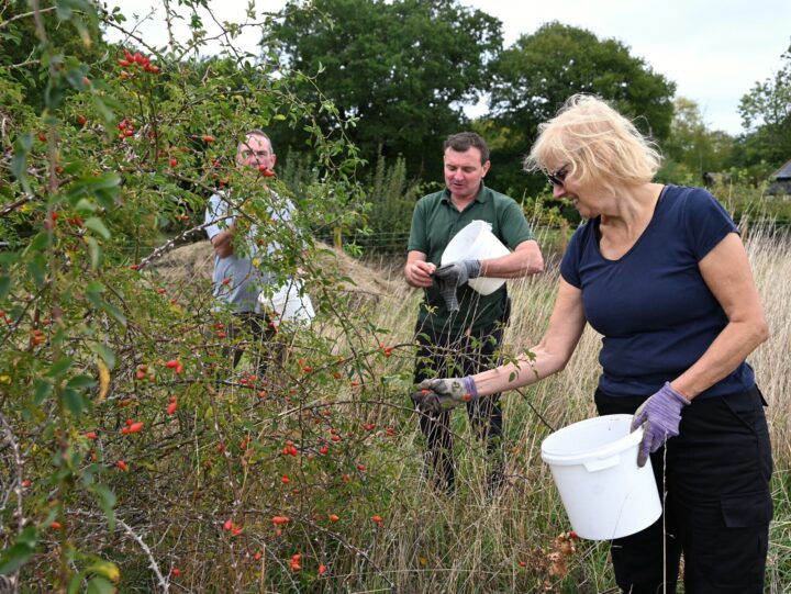 Volunteering at Thorndon Country Park