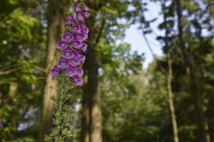 Foxglove close up