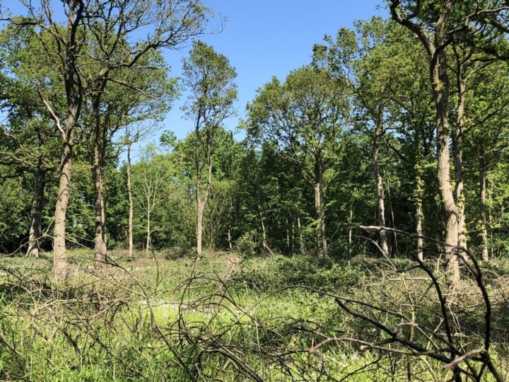 Belhus Woods