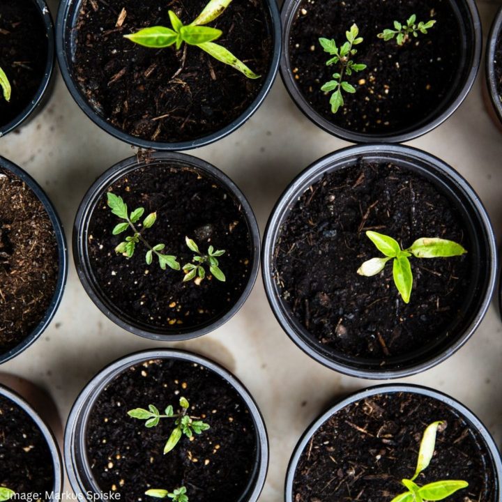 Pots with seed shoots