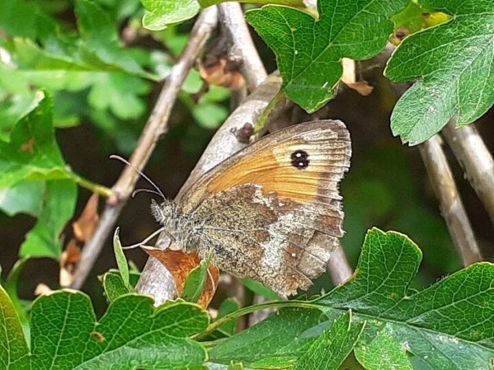 Gatekeeper butterfly