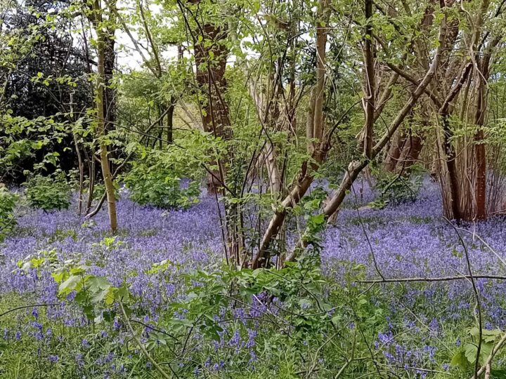 Bluebells at Belhus Woods