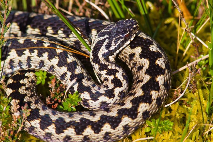 Adder by Natural England