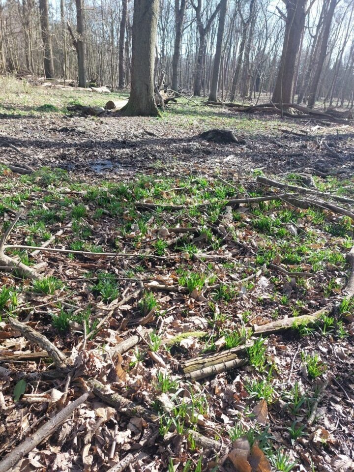 After the woodland works, March 2026, Shepherds Spinney