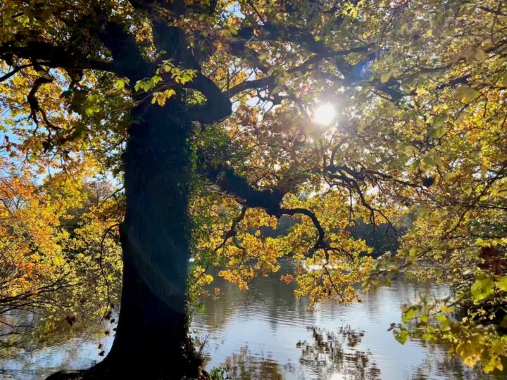 Autumnal tree