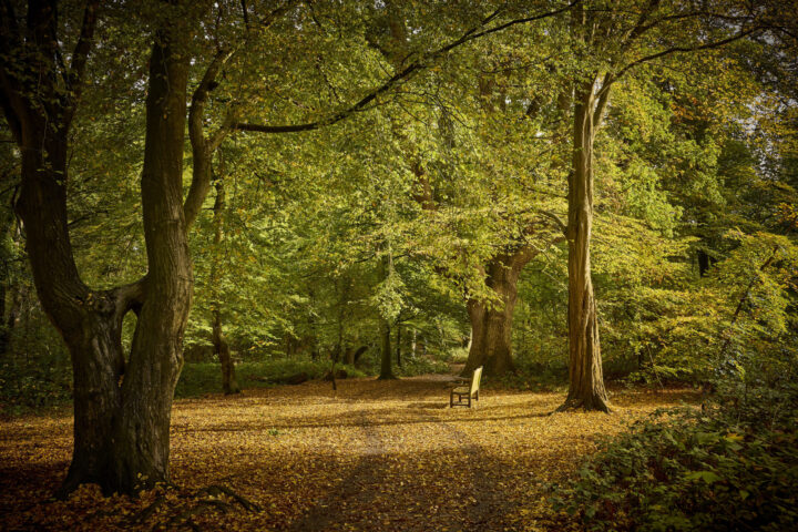 The woodlands at Danbury Country Park