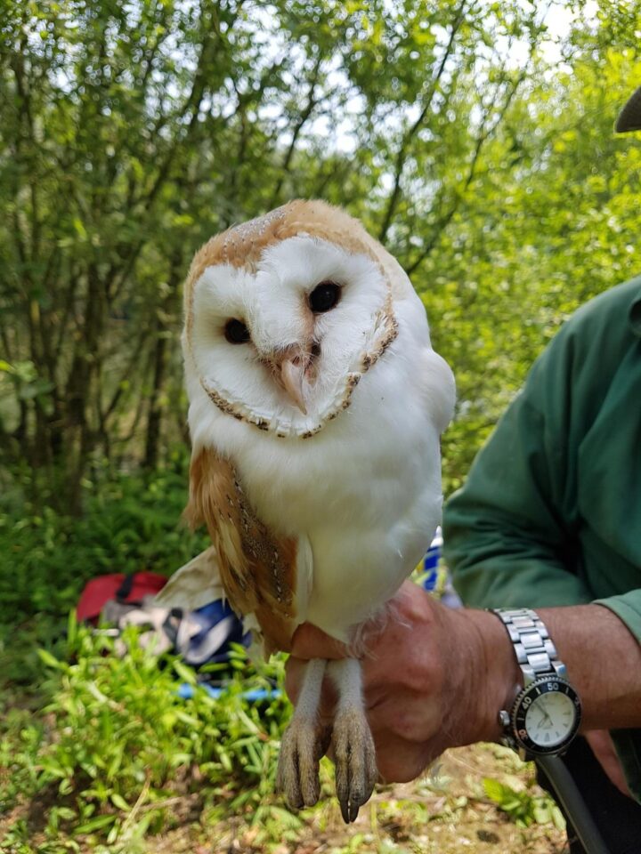 Barn owl at Belhus