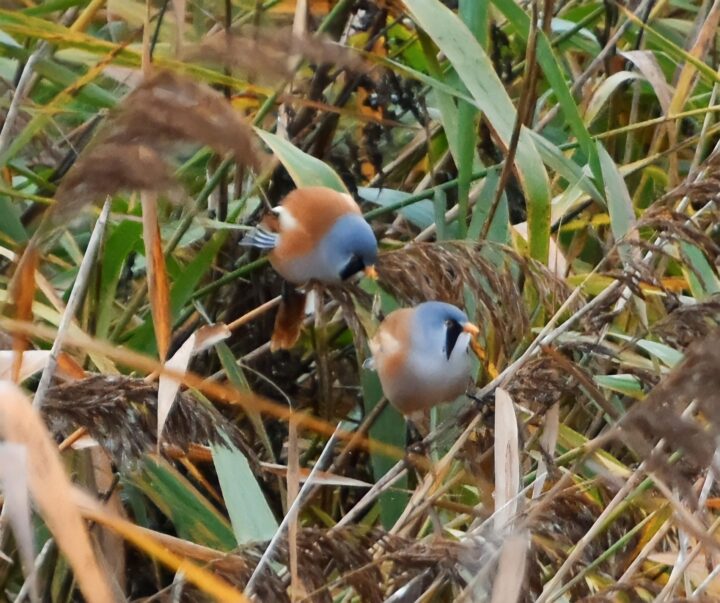 Bearded tits at Marsh