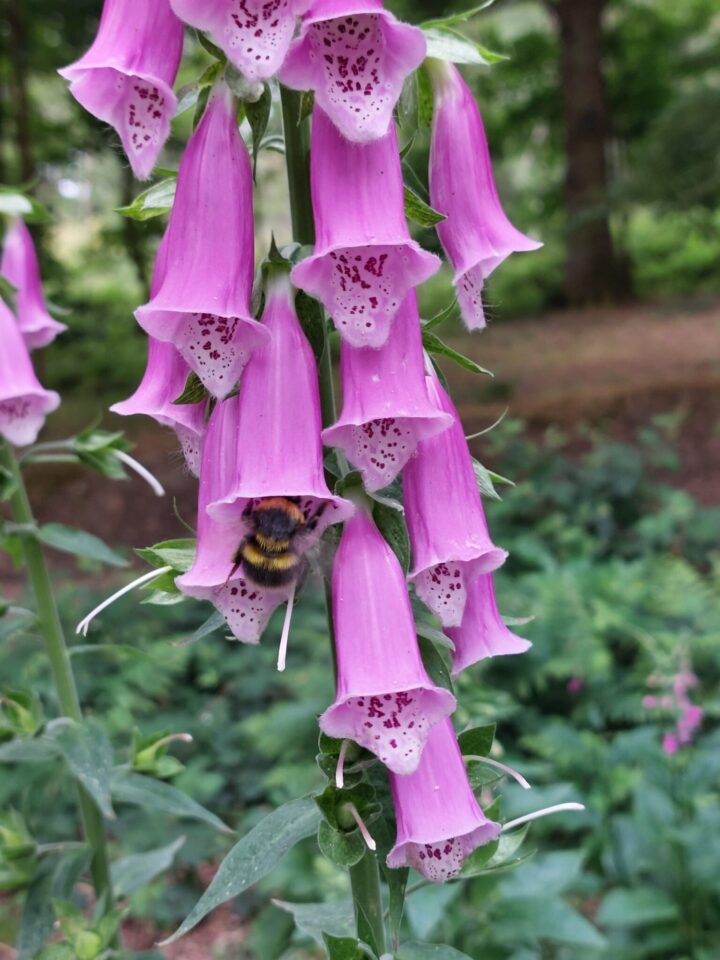 Bee on a flowering foxglove at Weald, Shepherds Spinney May 2026