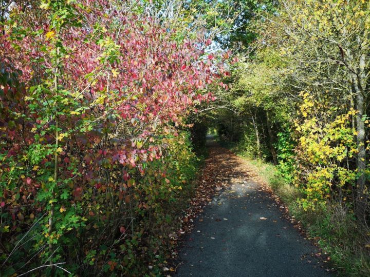 Inviting pathway at Belhus Woods Country Park