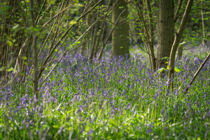 Bluebells at Belhus Woods