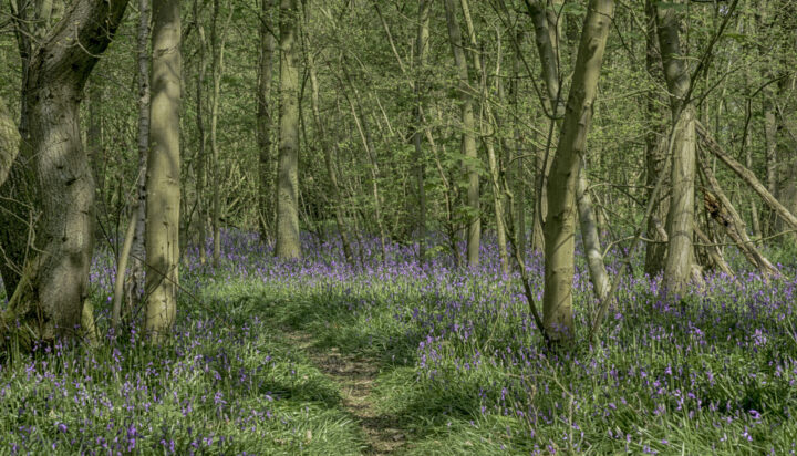 Bluebells at Belhus Woods