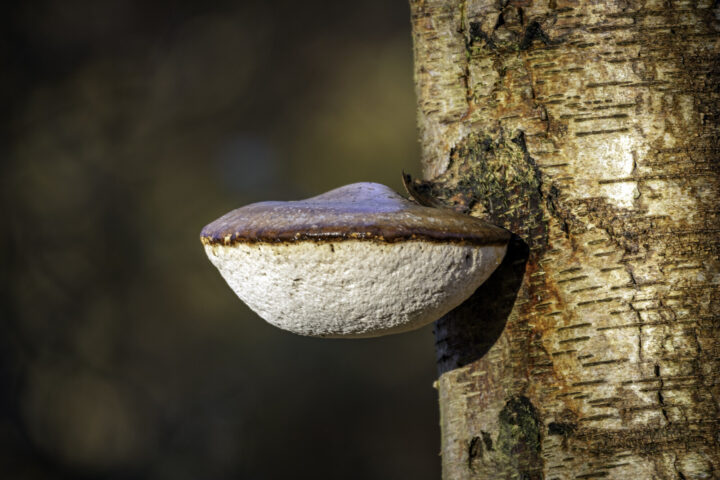 Bracket Fungus at Thondon Country Park