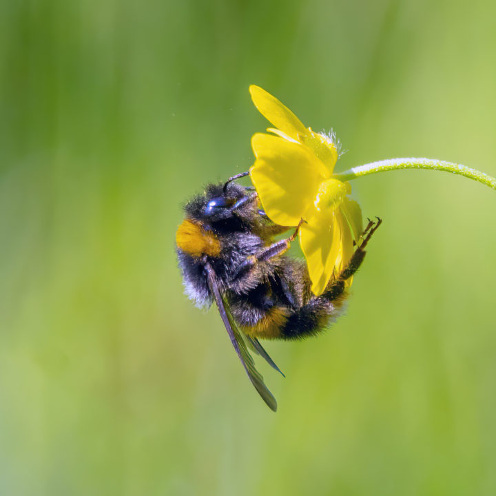 Bumblee at the Essex Country Parks by Andrew Adams