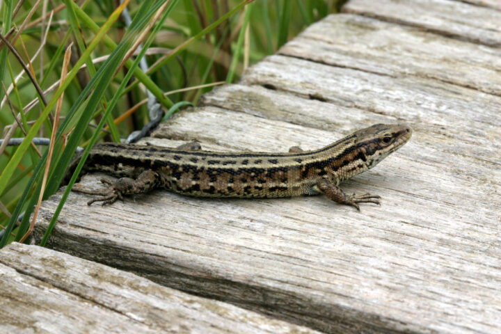 Common lizard