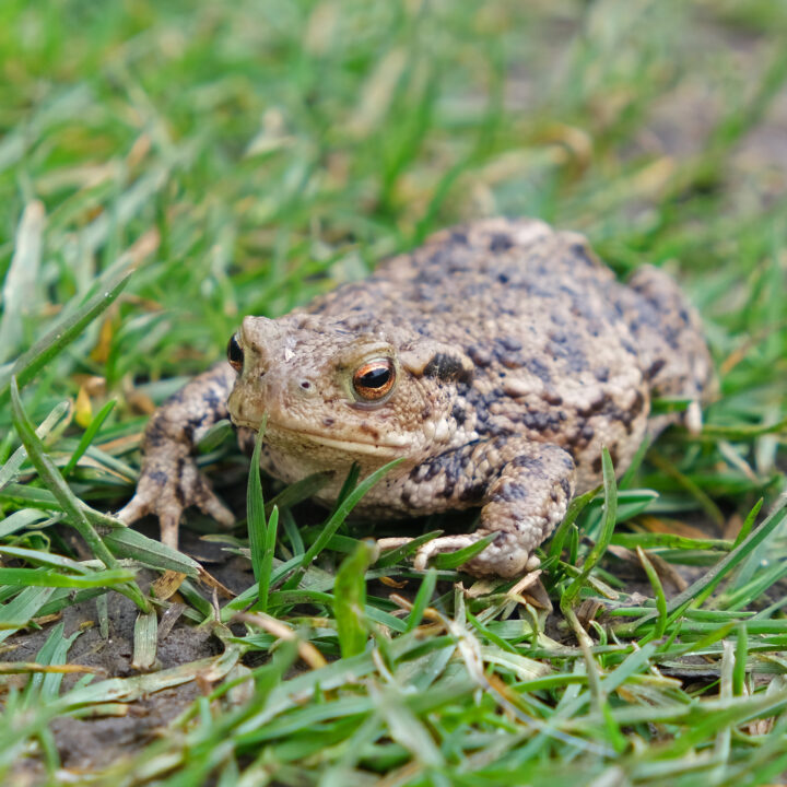 Common toad
