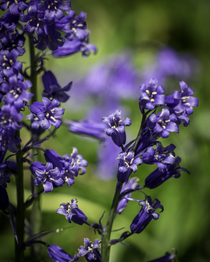 Bluebells