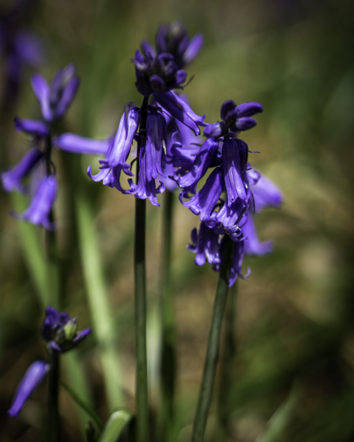 Bluebells