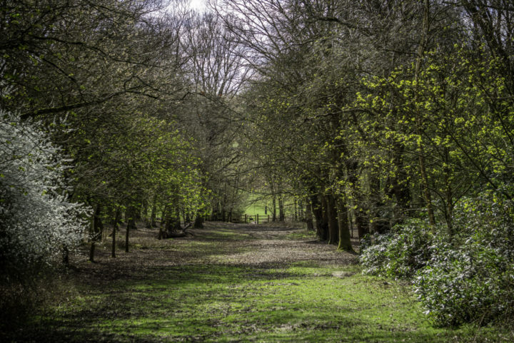 Woods at Weald.