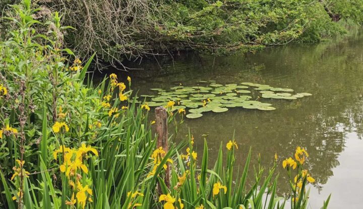 Pools and ponds at Danbury Country Park