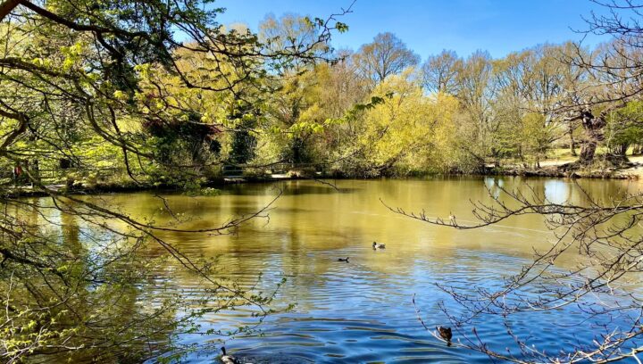 Lake at Danbury Country Park