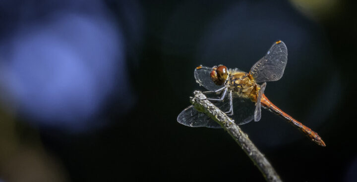 A dragonfly on a stem