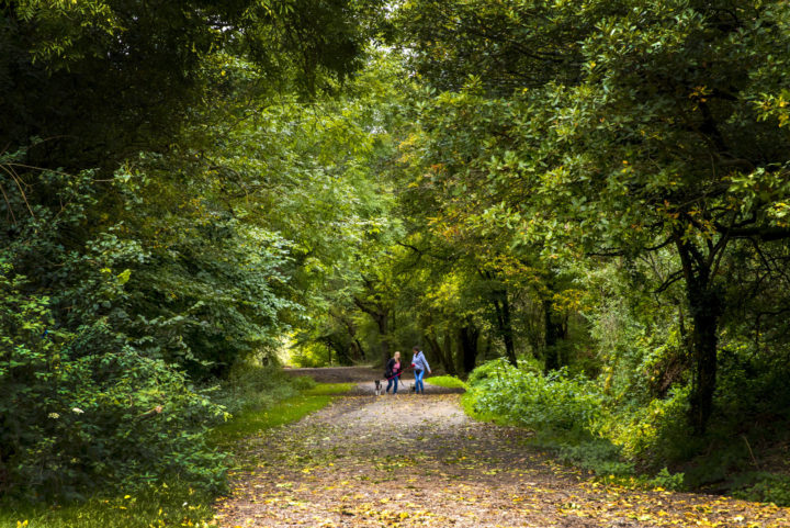 Walkers at Thorndon South