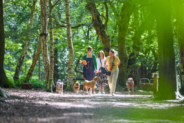 Give your canine companion a day out