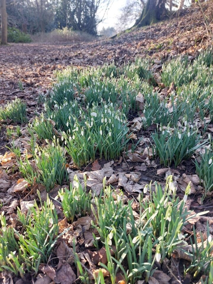 Early snowdrops at Weald Country Park