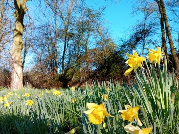 Early spring daffodils at Belhus Woods