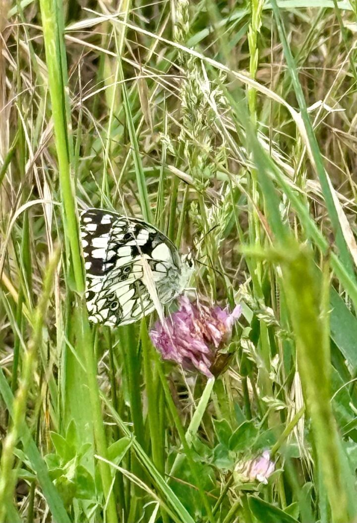 Marbled white butterfly at Marsh Farm
