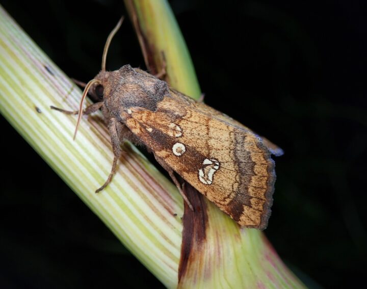 Fisher's estuarine moth