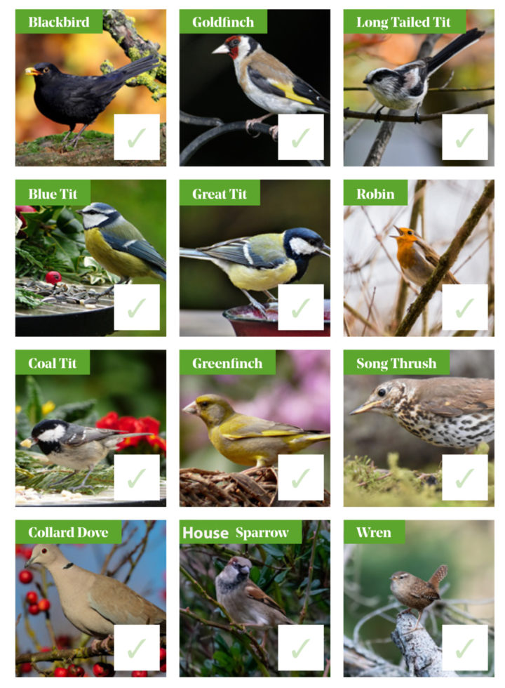 Garden Bird Spotters Guide