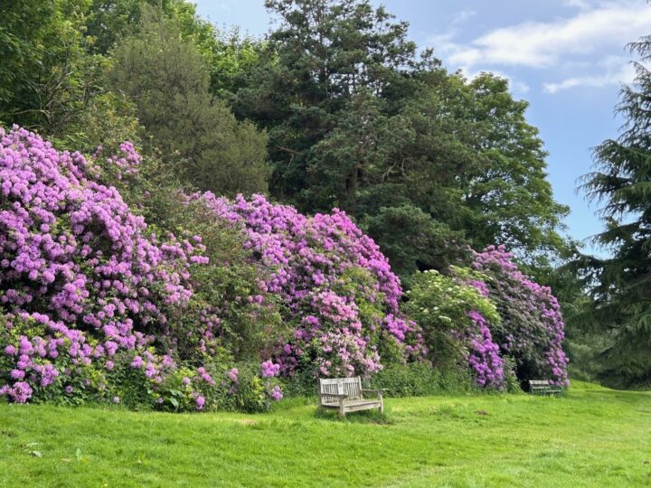 Flowers and bench at Weald