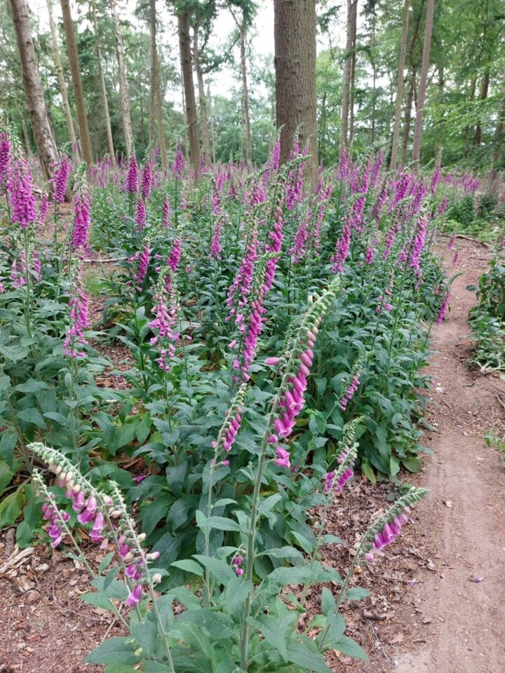 Foxgloves starting to bloom, May 2026, Shepherds Spinney