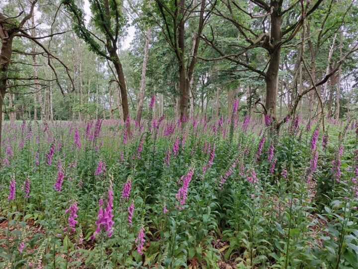 Foxgloves are blooming at Weald Country Park, Shepherds Spinney