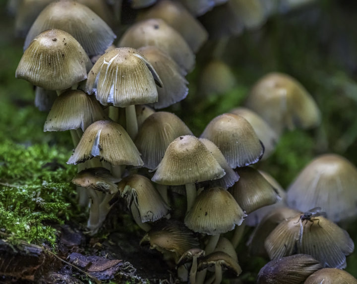 Fungi in the forest