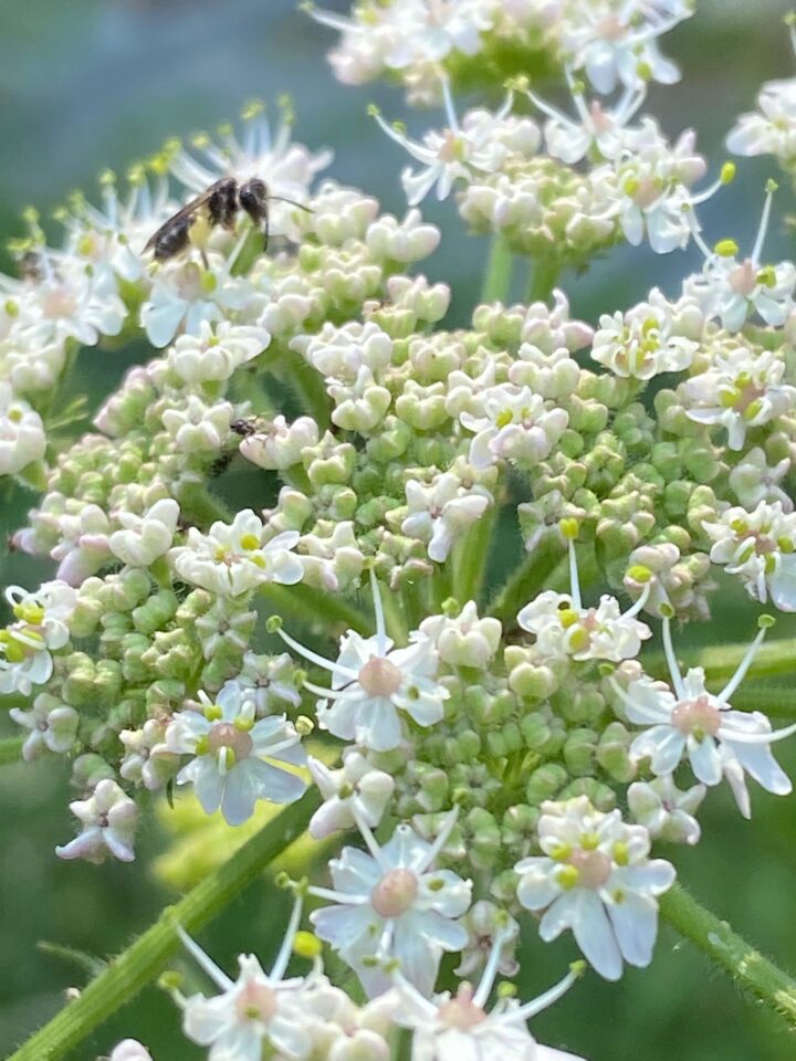 Short fringed mining bee at Belhus Woods