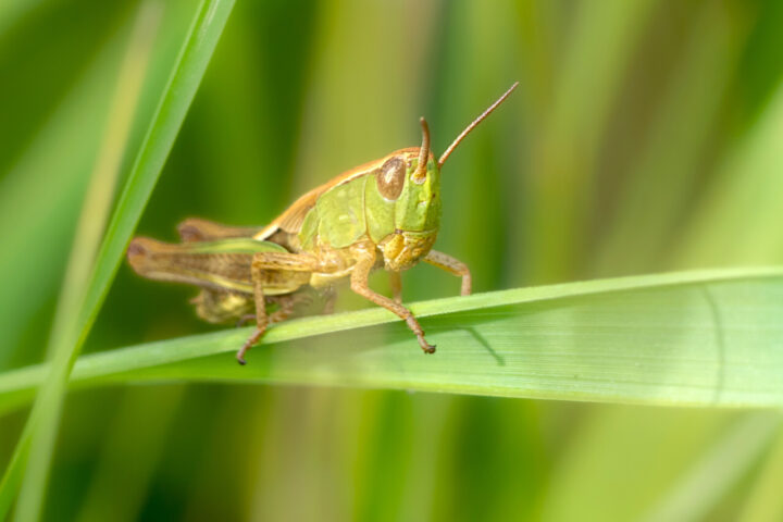 A grasshopper on a stalk