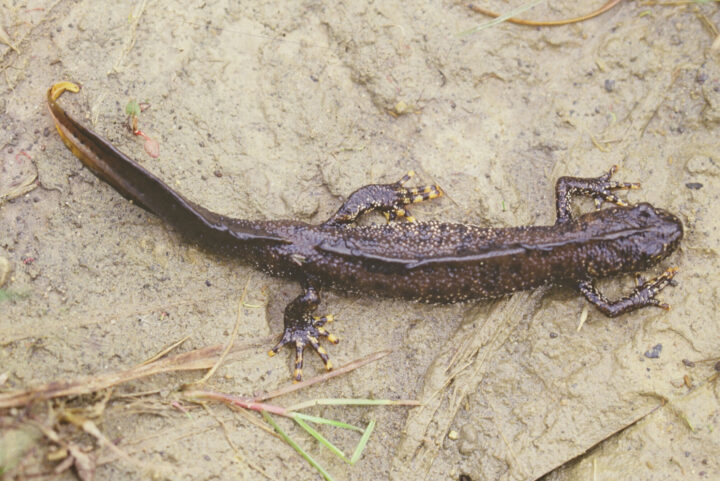 Great crested newt by Natural England