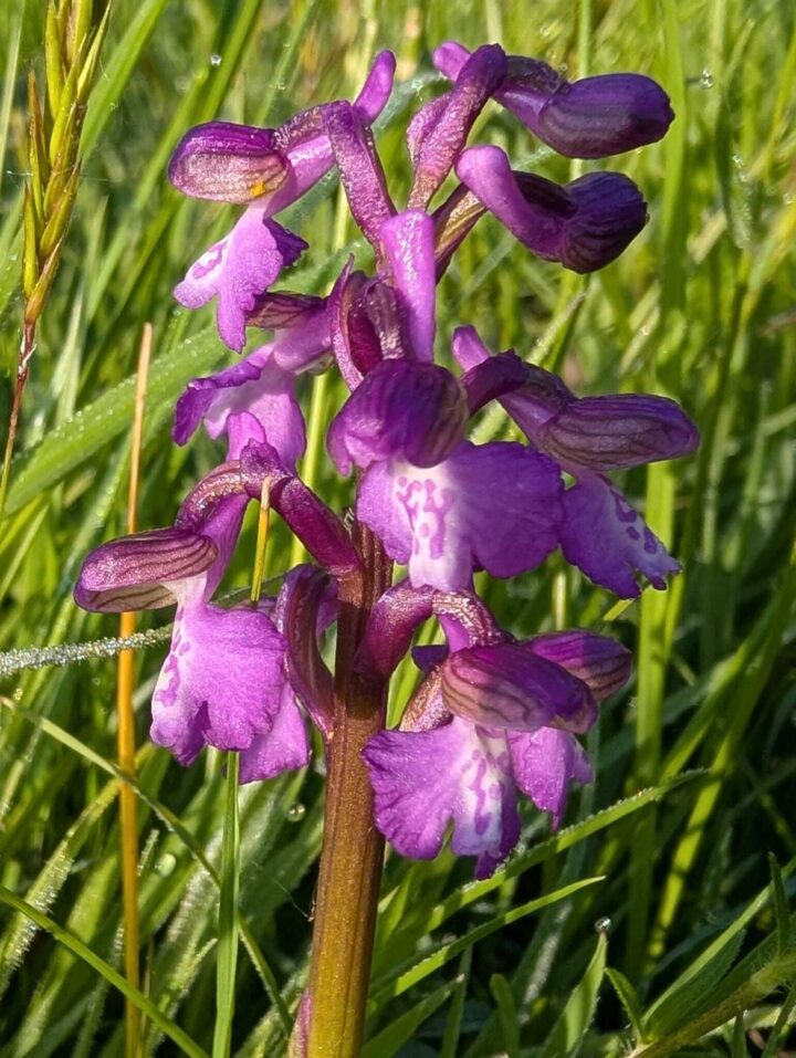 Green winged orchid by Rob Goodrick