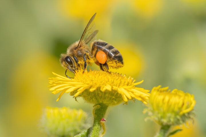 Honey Bee on Ragwort