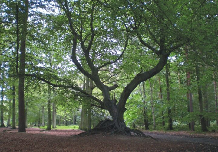 Hornbeam at Thorndon Country Park
