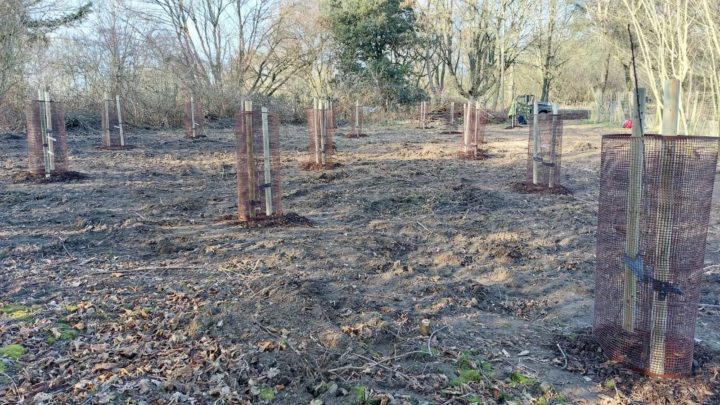 Planting fruit trees at Weald Country Park